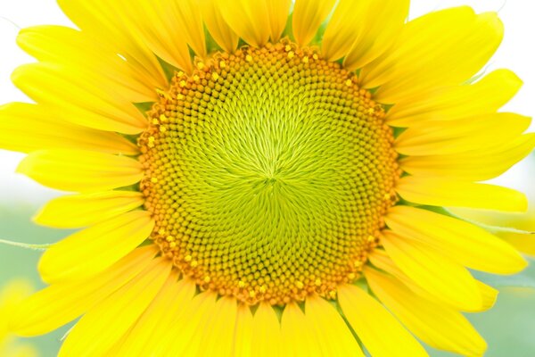 Yellow sunflower on a light background