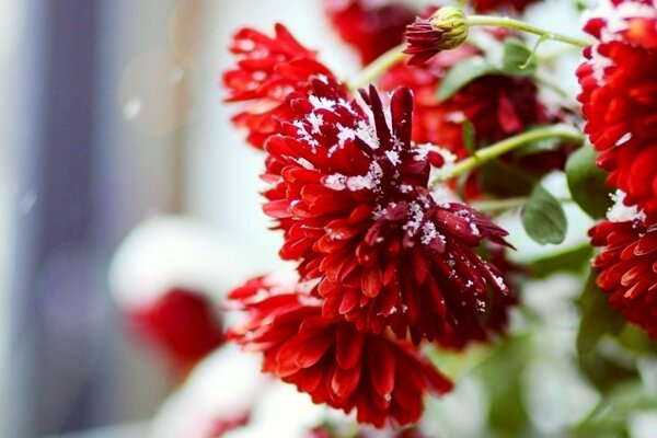 花园里白雪复盖的红色大丽花