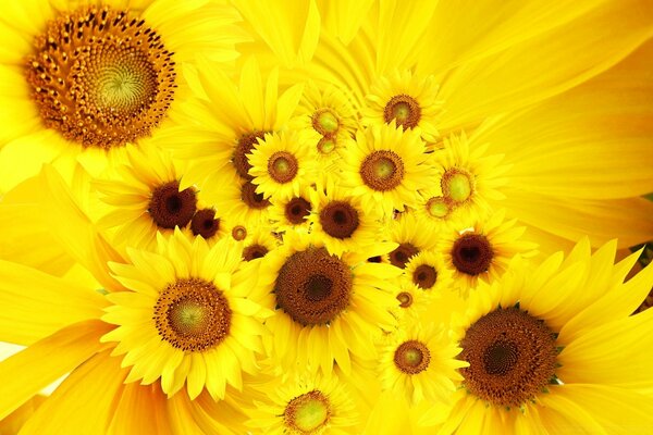 Bright yellow flowers of different sizes