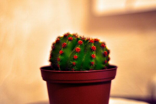 Cactus con agujas en maceta creciendo