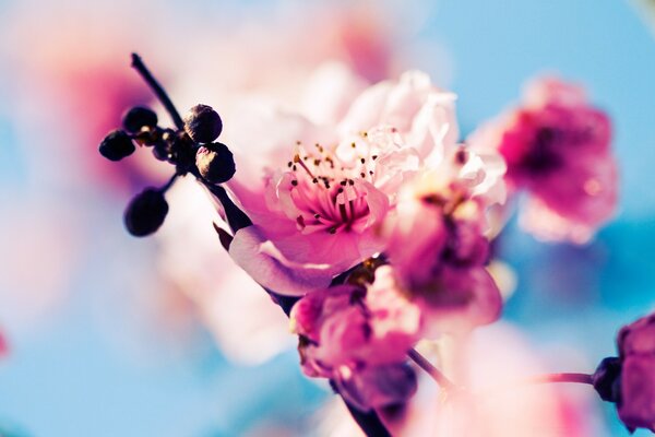 Flores de cerezo rosa. desenfoque