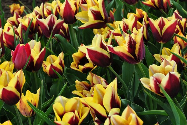 Red and yellow tulips bloom in the field