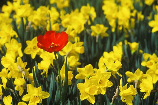 Red poppy on a background of yellow daffodils