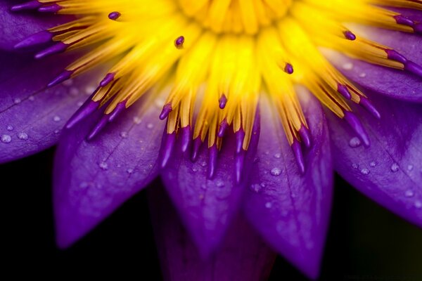 Gelb-blaue Blume in Tropfen auf schwarzem Hintergrund