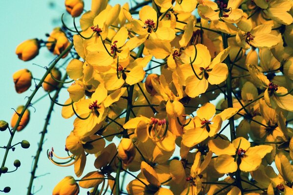 Viele gelbe Blüten am Himmelshintergrund