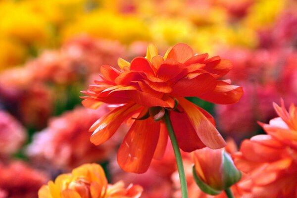 A beautiful flower in macro photography on a blurry background