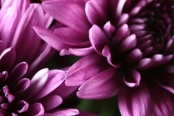 Beautiful purple asters. nature