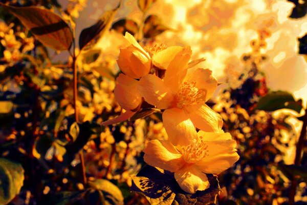 Beautiful white flowers in the golden sun