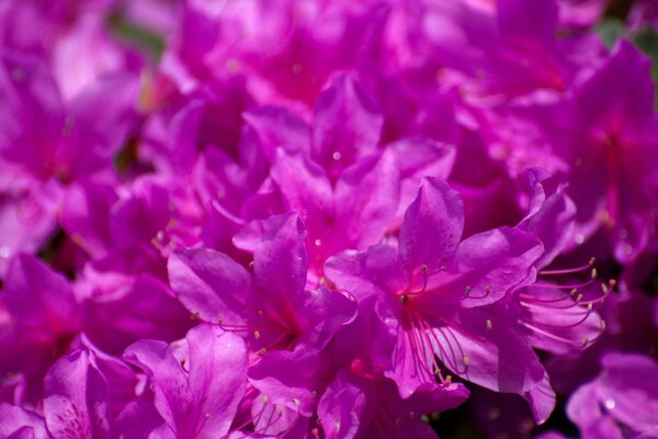 Pink flowers in large quantities