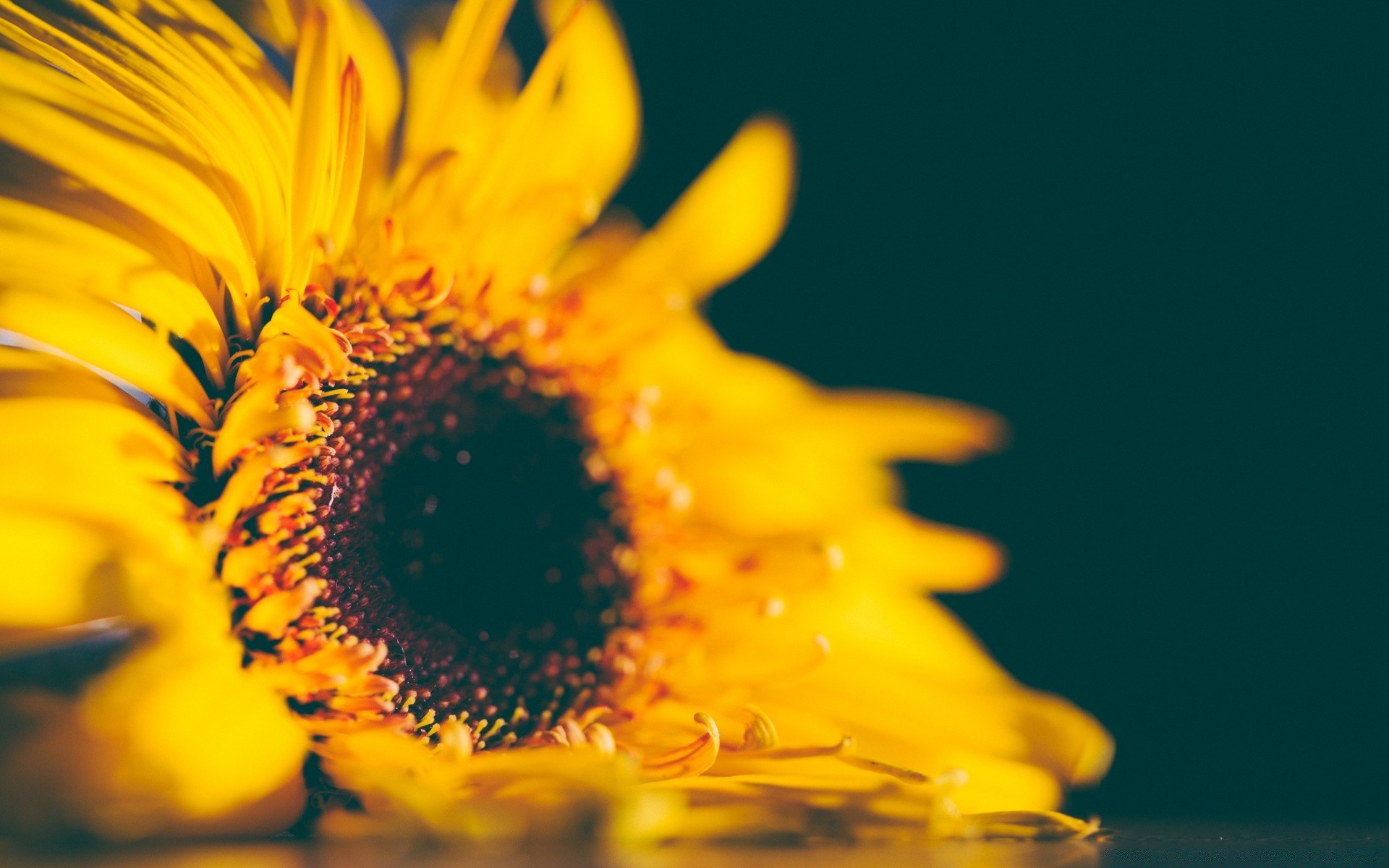 flowers nature flower flora summer sunflower bright outdoors leaf color sun petal fair weather beautiful garden