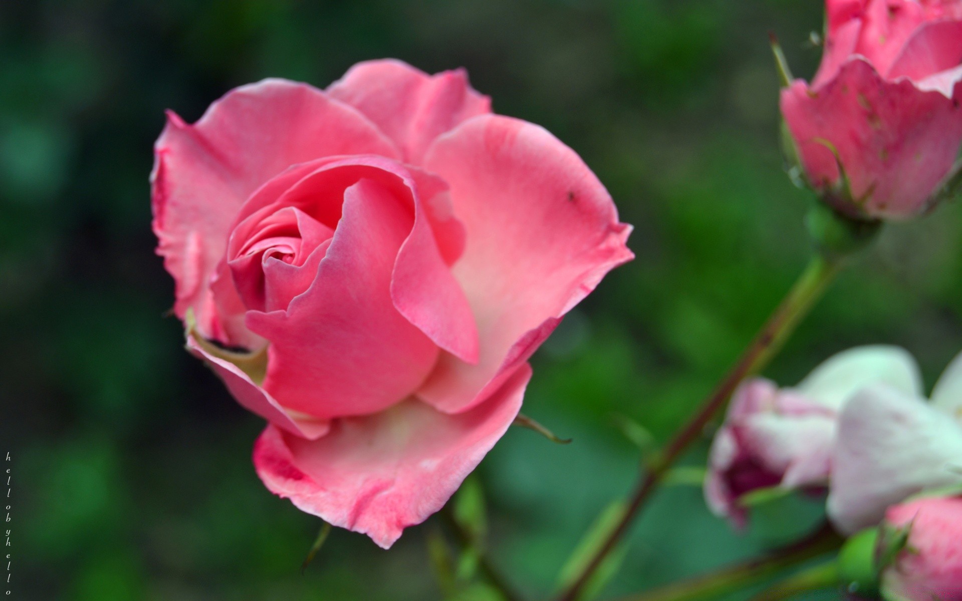 fleurs fleur rose nature flore pétale feuille amour jardin floral romance bluming été copain couleur