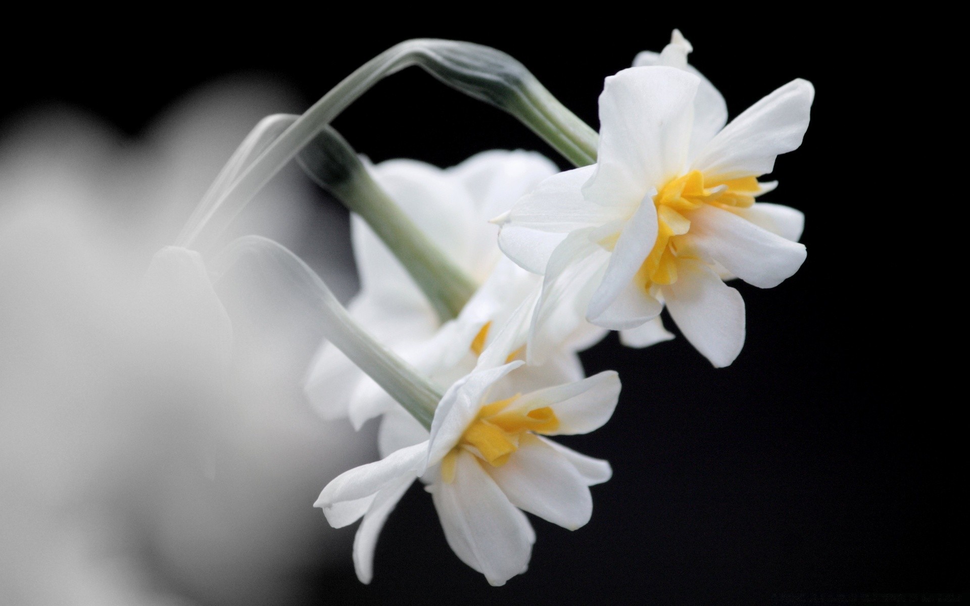 flowers flower flora nature leaf blooming petal floral beautiful bright garden growth color easter elegant close-up delicate