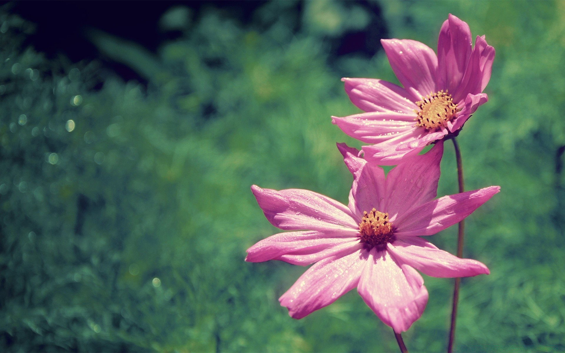 flowers flower nature summer flora garden leaf outdoors petal