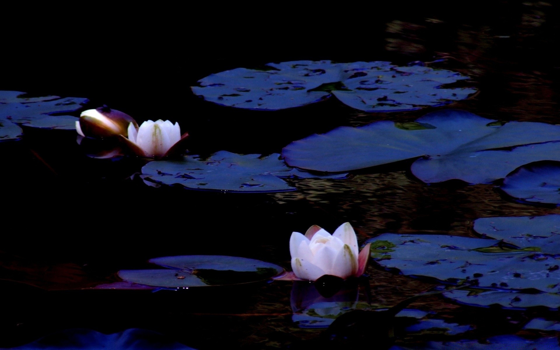 flowers water flower light blur color lake reflection