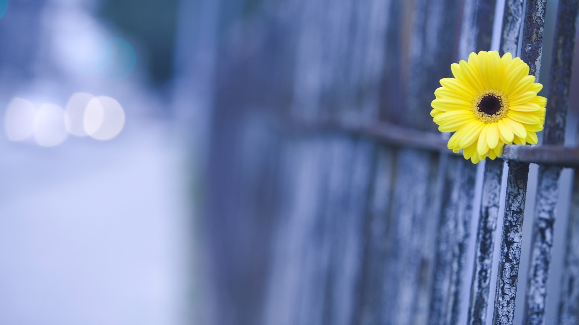 fiori sfocatura natura fiore astratto colore desktop