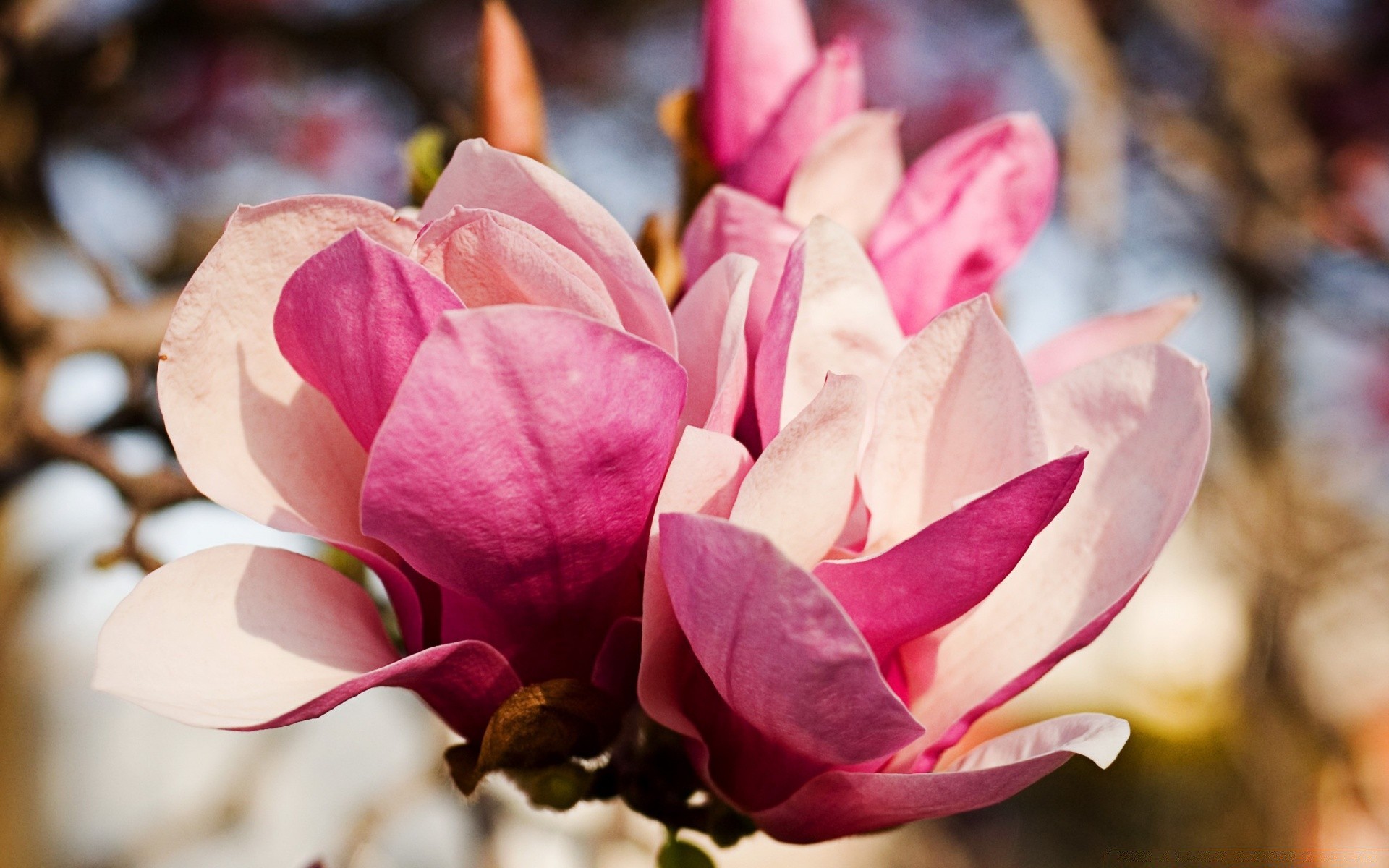 kwiaty kwiat natura flora liść ogród płatek bluming piękne magnolia miłość kwiatowy kolor romans róża romantyczny