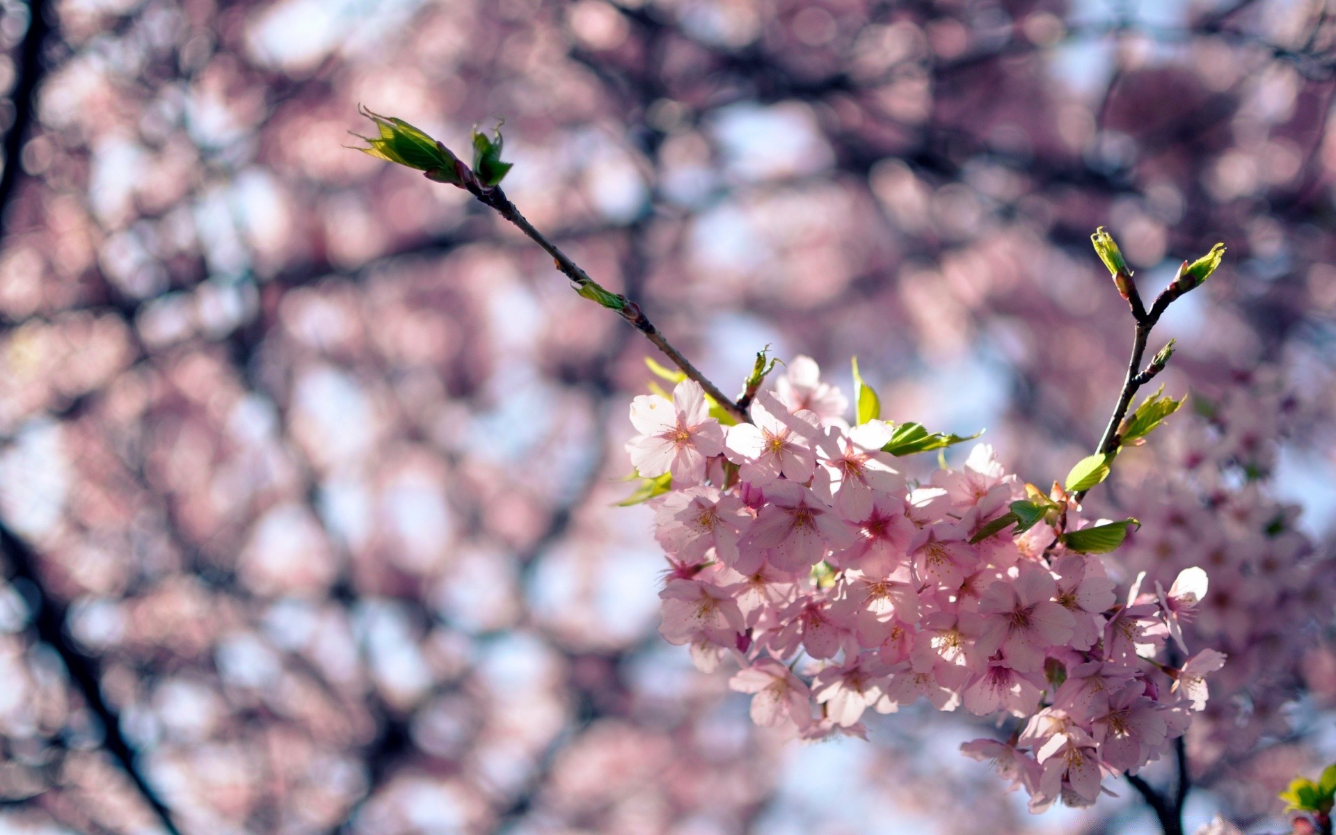 fleurs fleur nature cerise arbre branche flore feuille à l extérieur croissance jardin bluming saison copain été beau temps pétale pomme floral