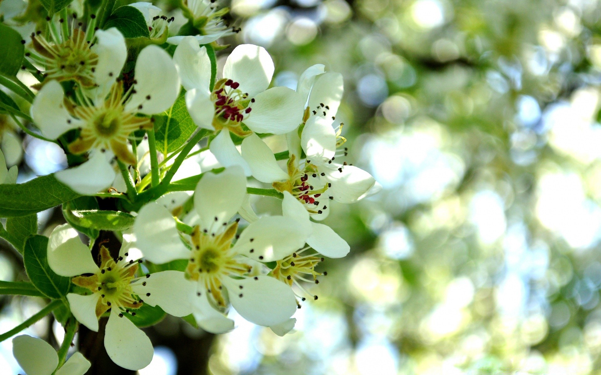 kwiaty natura kwiat liść flora drzewo ogród oddział lato bluming wzrost na zewnątrz jabłko wiśnia płatek sezon dobra pogoda kwiatowy zbliżenie kolego