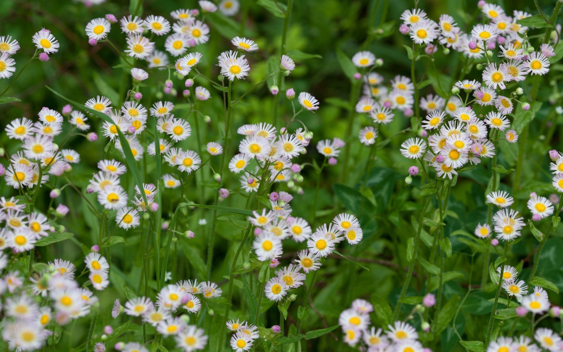 blumen natur blume sommer flora blatt heuhaufen feld gras garten wachstum blühen blumen farbe hell gänseblümchen blütenblatt im freien schließen saison