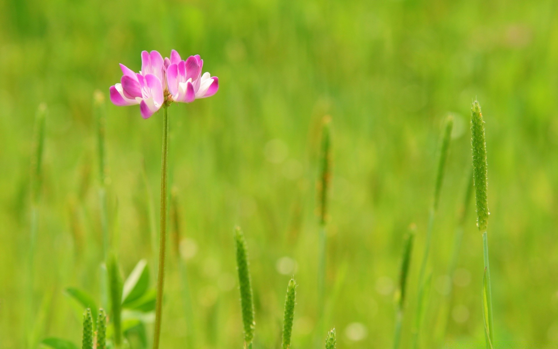 kwiaty natura trawa lato pole wiejski liść wzrost na zewnątrz sianokosy flora kwiat dziki żywy