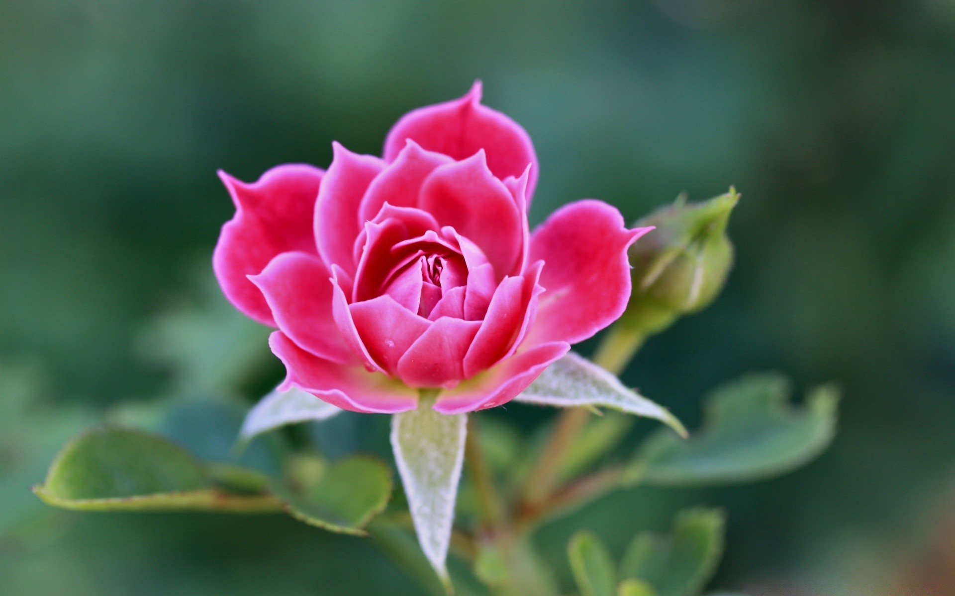 fleurs fleur rose nature feuille flore jardin pétale floral bluming été couleur belle amour gros plan romance à l extérieur