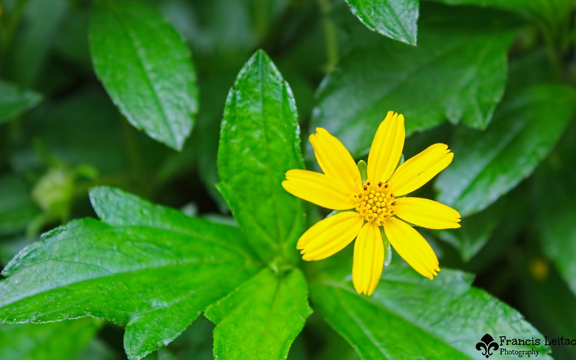 fleurs nature feuille flore été croissance jardin lumineux gros plan à l extérieur fraîcheur