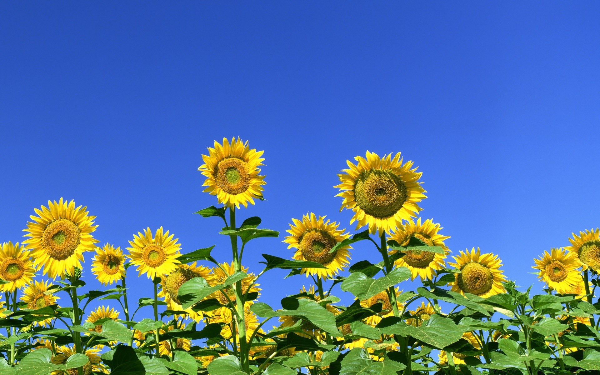 fleurs nature été champ flore tournesol feuille croissance fleur lumineux soleil foin beau temps ensoleillé rural floral gros plan saison lumineux pétale