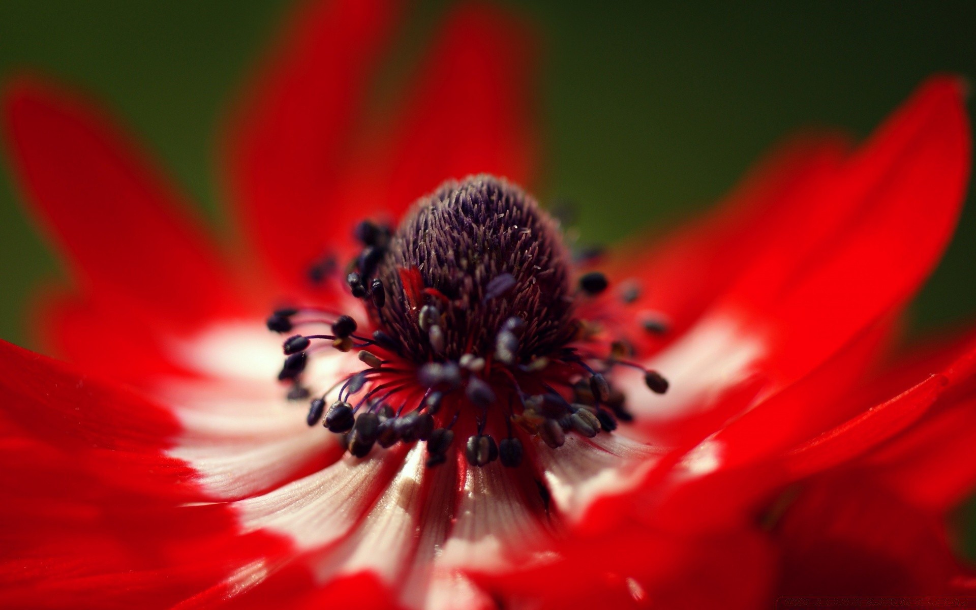 blumen blume natur flora blütenblatt garten blühen poppy schließen sommer pollen farbe blumen im freien stößel