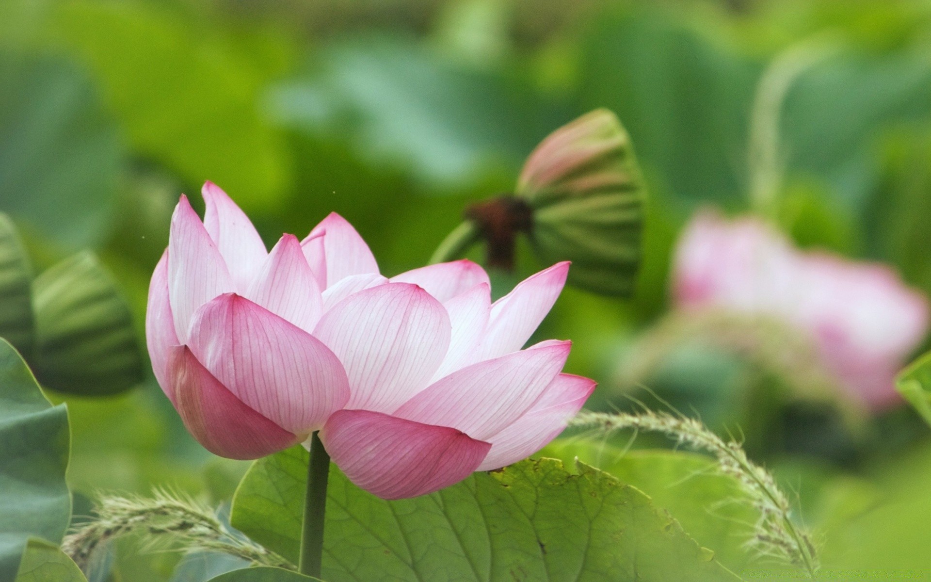 kwiaty flora liść kwiat natura ogród lato bluming lotos płatek piękne zbliżenie tropikalny park kwiatowy botaniczny egzotyczny lily środowisko kolor