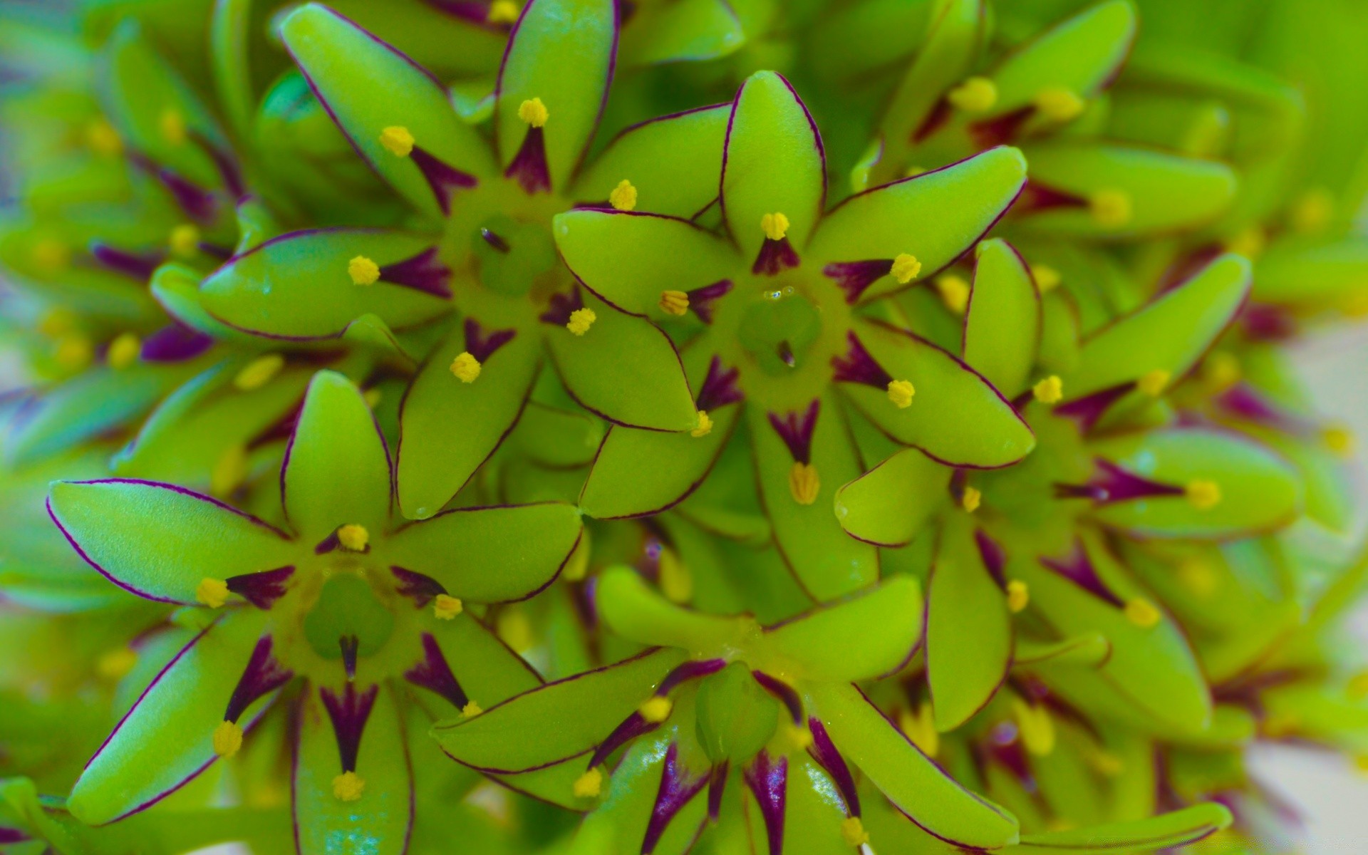 blumen natur blume flora farbe schön schließen tropisch blumen garten blatt sommer hell wachstum