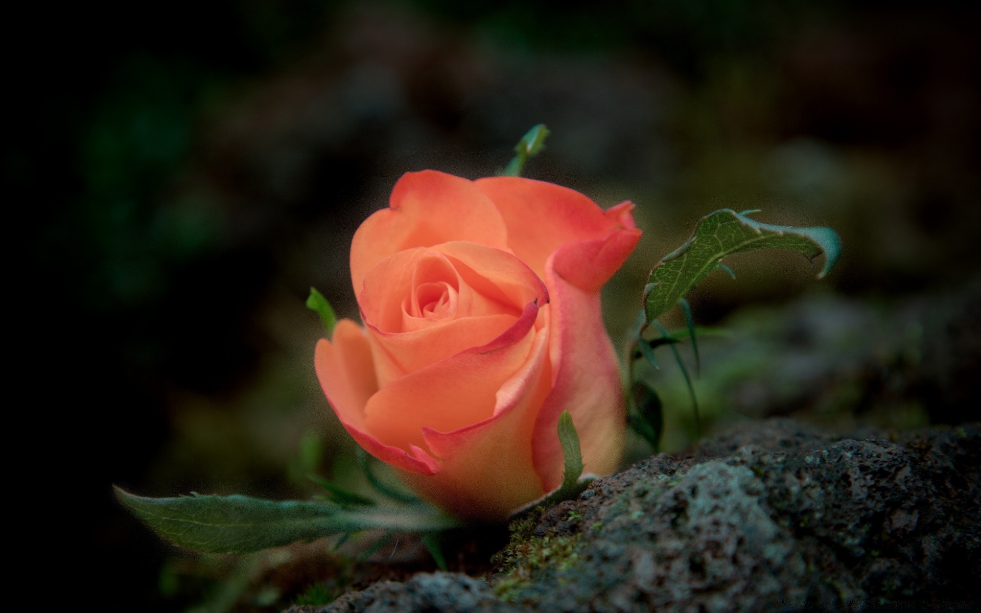 flores flor naturaleza rosa hoja amor flora pétalo floral al aire libre jardín hermoso color romance bluming romántico