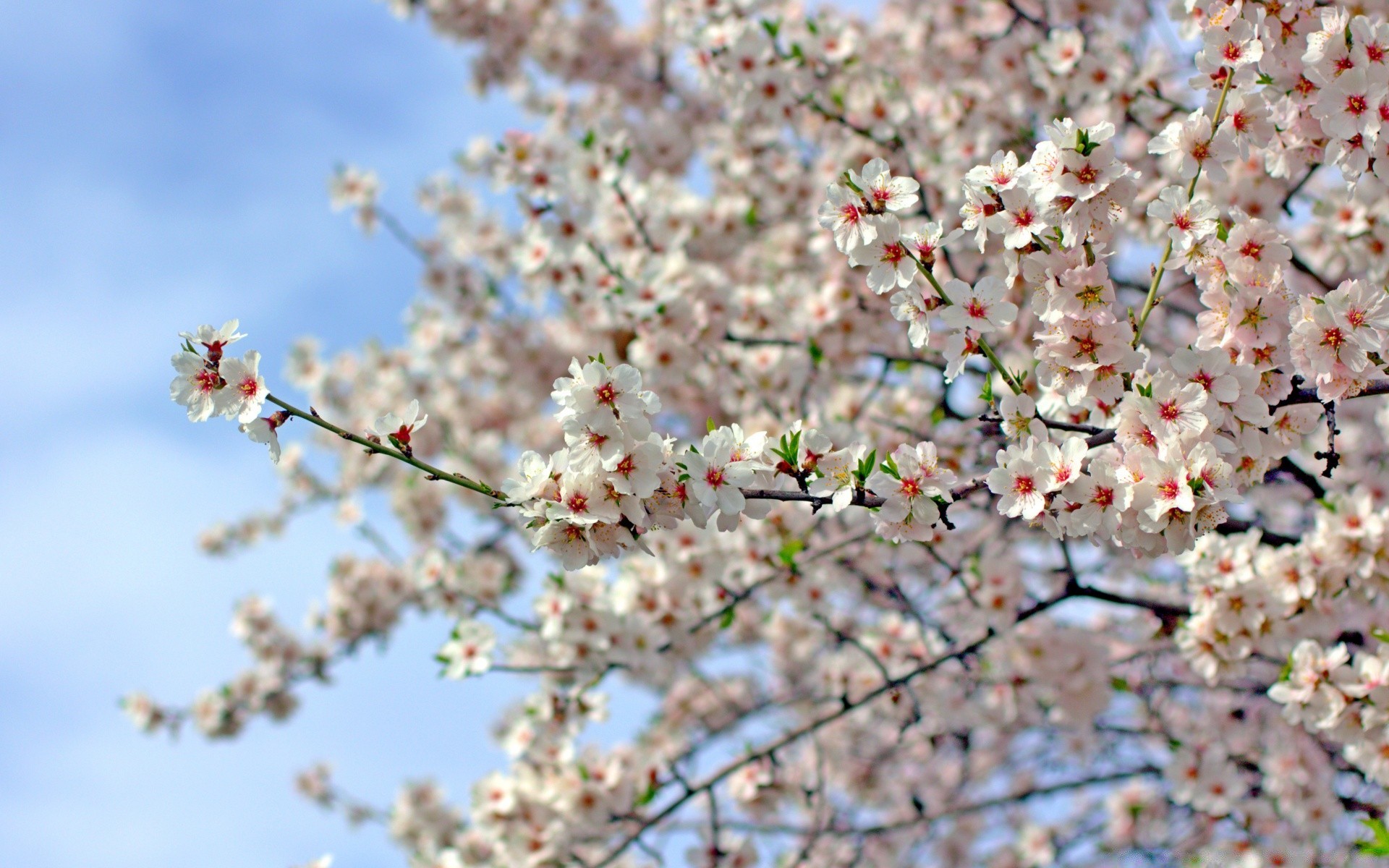 blumen kirsche zweig baum blume saison natur apfel pflaume flora kumpel frühling blühen wachstum schließen blütenblatt garten im freien hell blatt sonnig