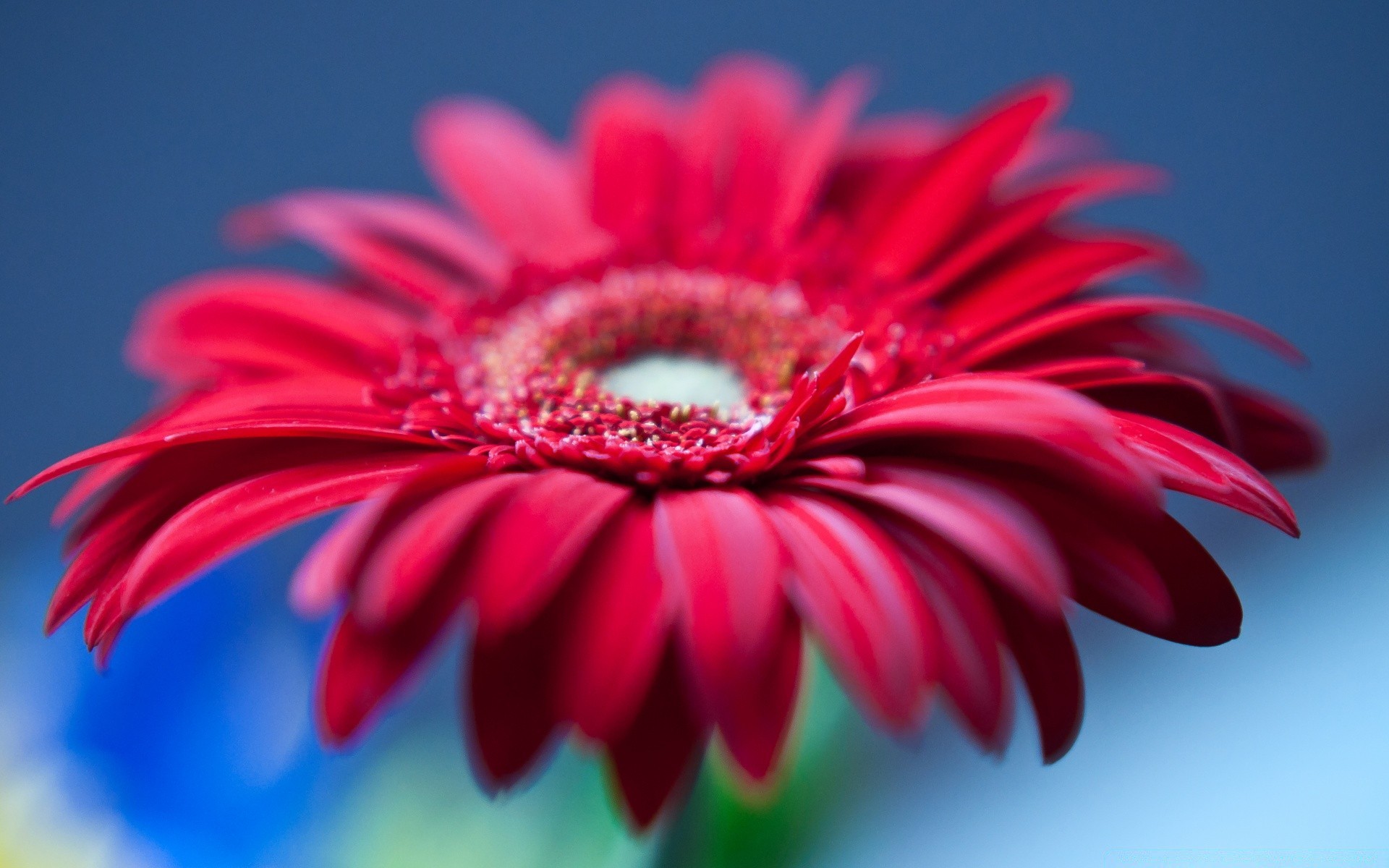 kwiaty kwiat natura flora ogród lato kwiatowy płatek kolor bluming piękny jasny zbliżenie liść wzrost gerbera botaniczny łuska głowa