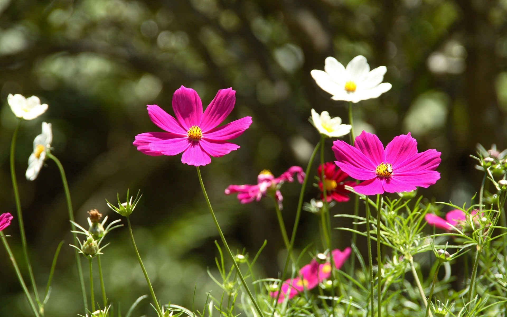 fleurs nature fleur flore été jardin bluming herbe floral pétale feuille champ couleur foin croissance à l extérieur saison lumineux beau temps sauvage