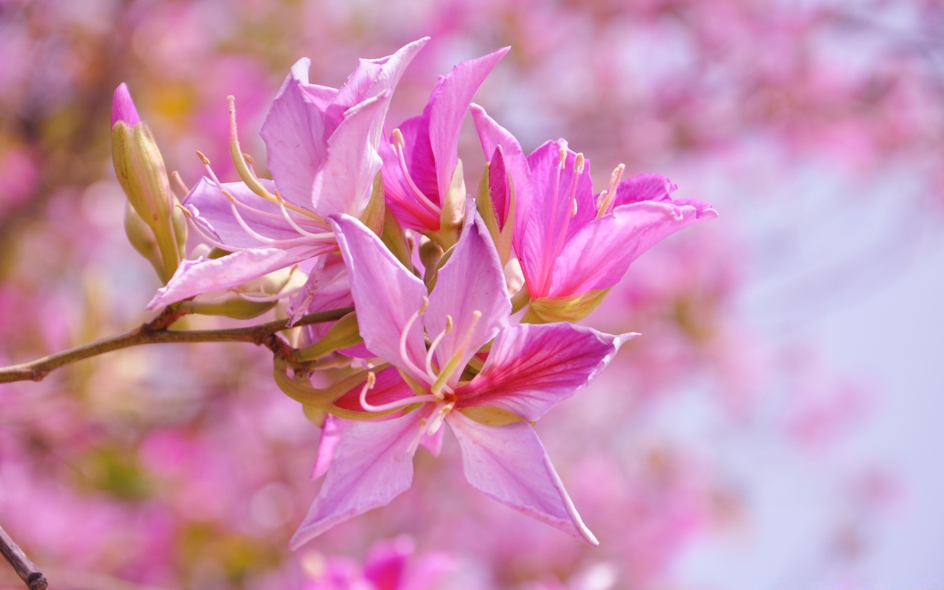 flowers flower nature flora garden blooming petal color summer leaf beautiful season bright floral close-up outdoors park growth branch tree