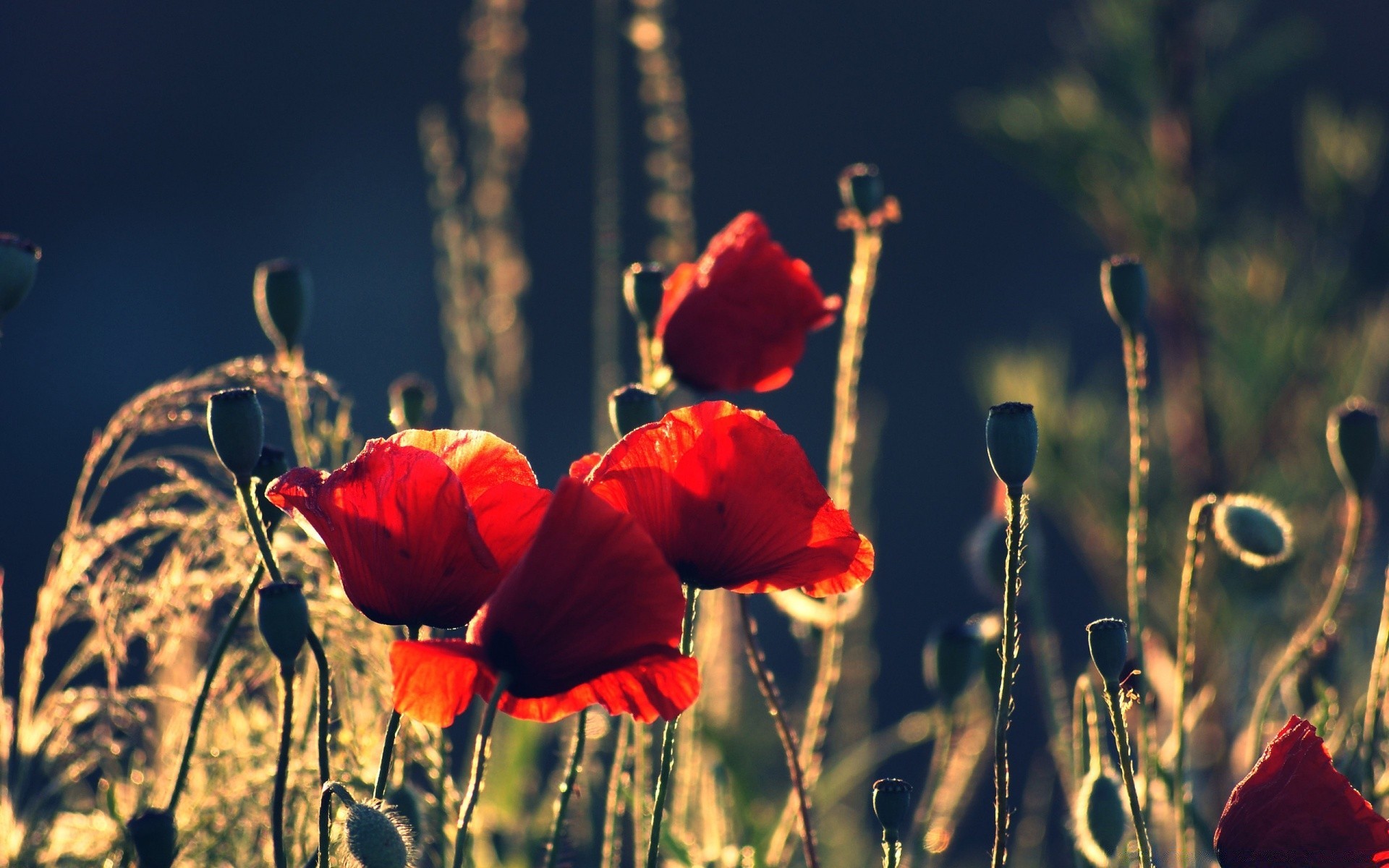 blumen blume poppy natur flora feld im freien sommer garten gras wachstum blatt heuhaufen saison des ländlichen hell schließen