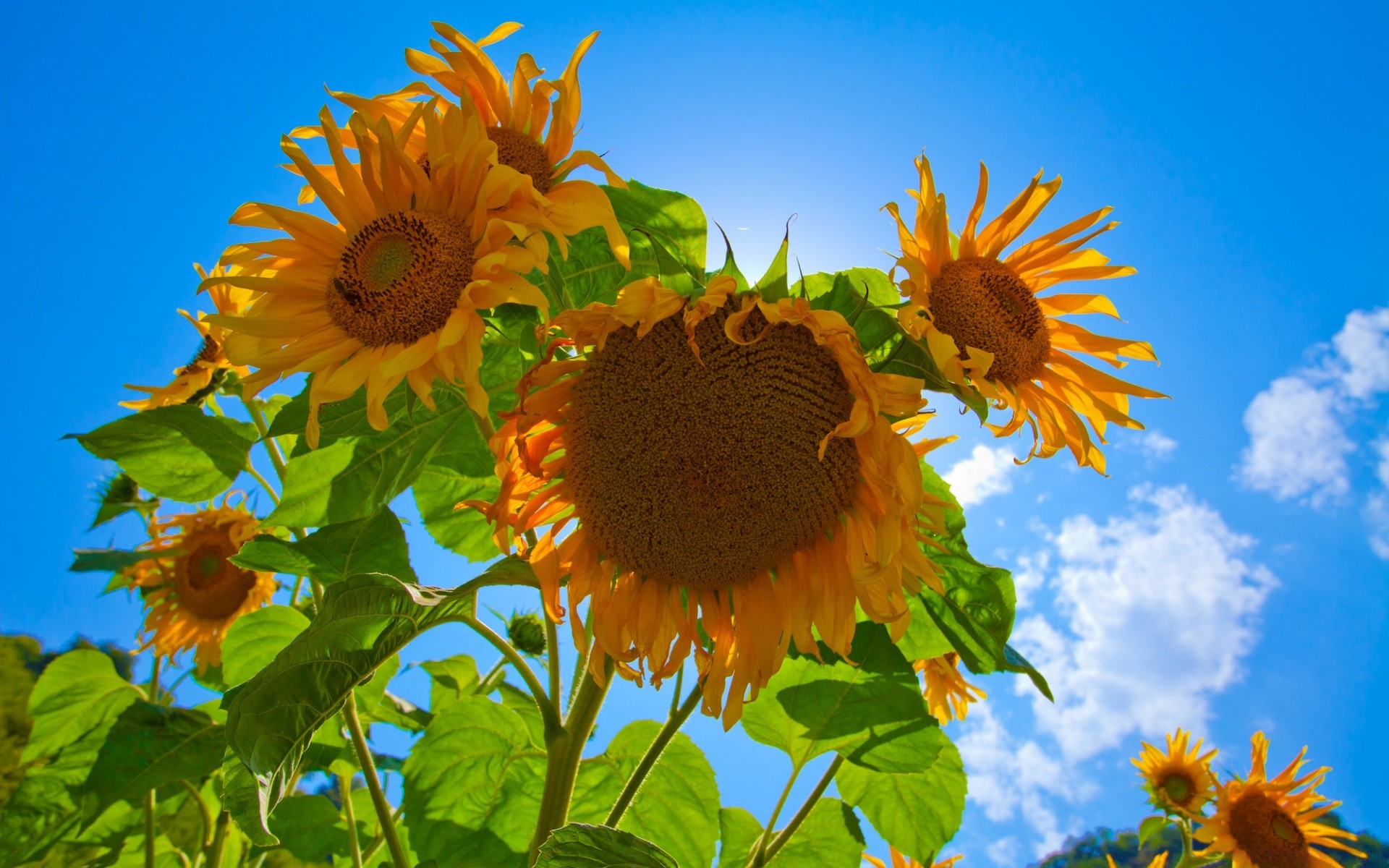 花 自然 花 夏天 植物区系 向日葵 叶 花园 花瓣 明亮 花卉 太阳 好天气 季节 生长 美丽 阳光 田野 盛开 户外