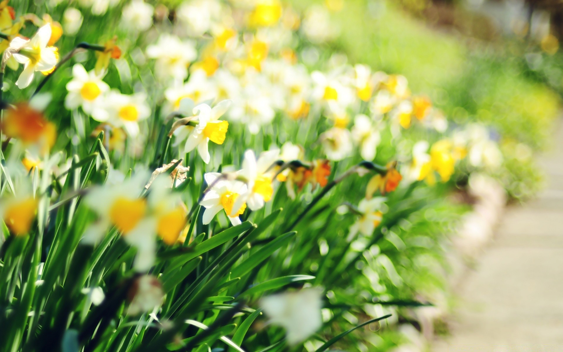 fiori natura erba foglia pasqua flora estate campo fiore bel tempo luminoso giardino stagione crescita fieno floreale all aperto colore rurale sole