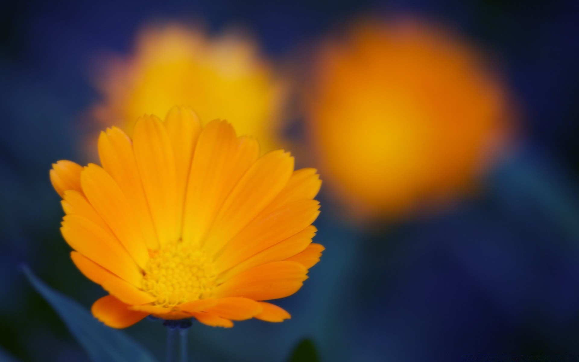 fiori natura fiore colore luminoso flora estate sfocatura giardino foglia bel tempo sole