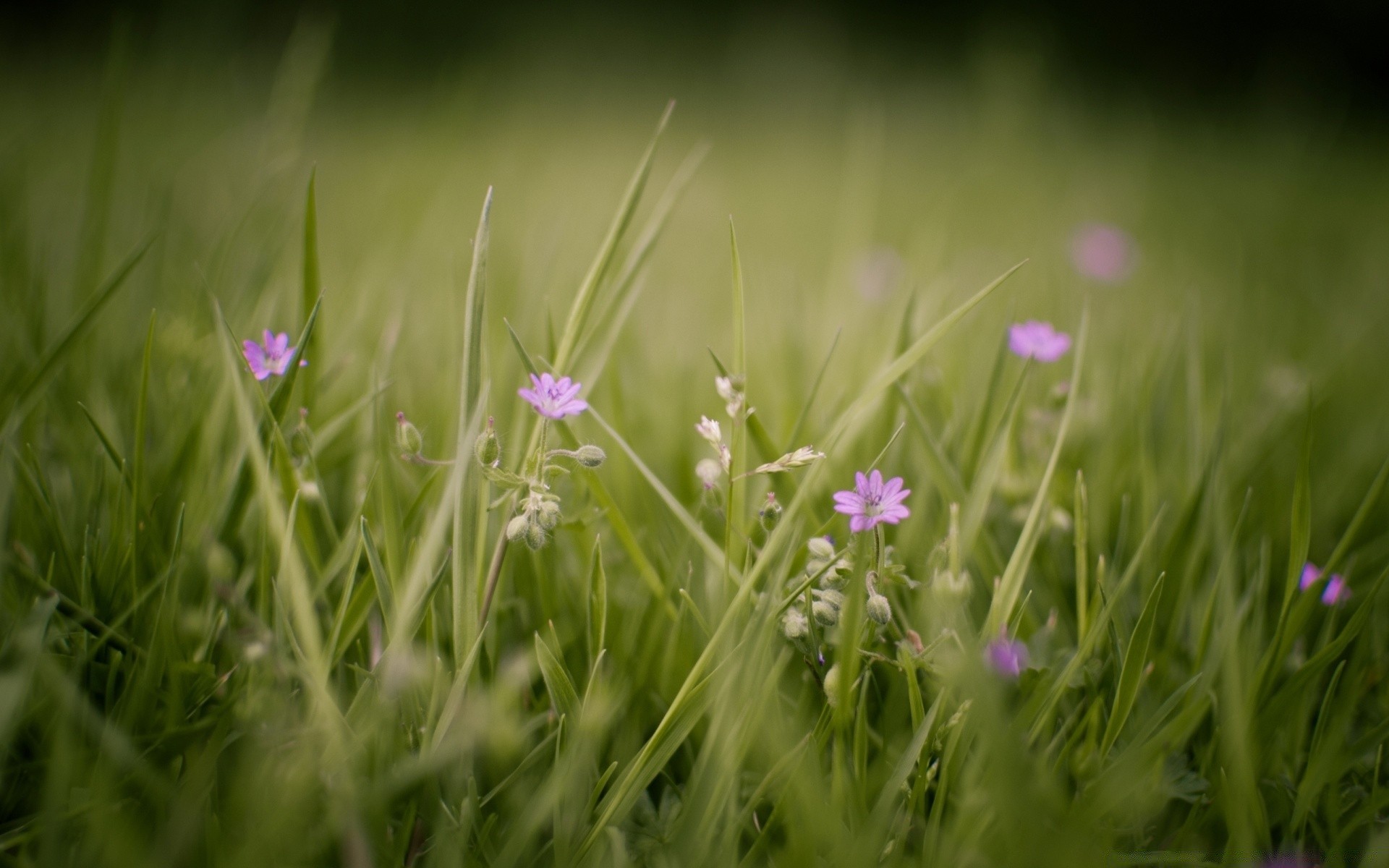 fleurs herbe nature champ fleur foin été soleil rural jardin beau temps flore croissance environnement extérieur pelouse saison dof feuille