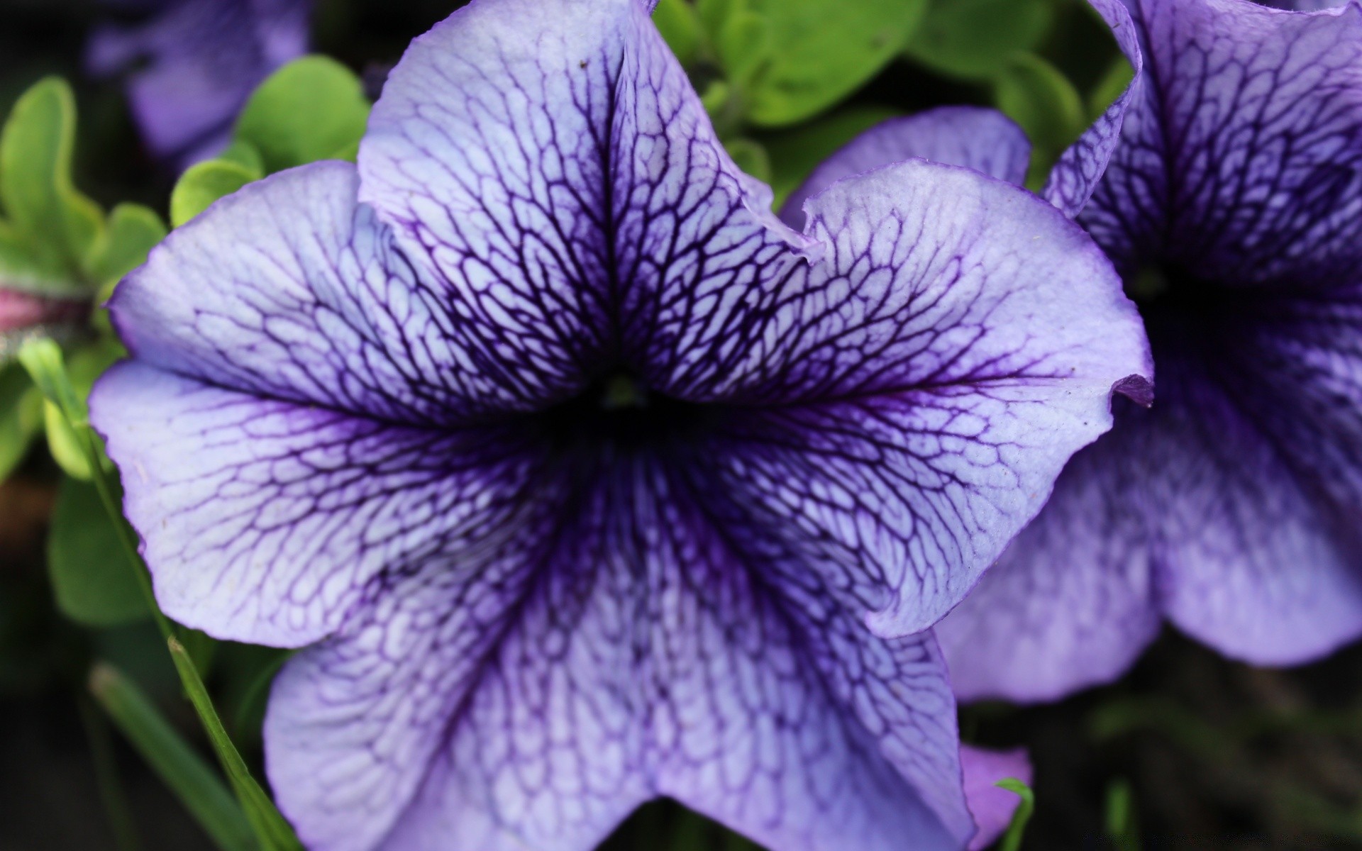 flores flor flora naturaleza jardín bluming floral hoja pétalo color verano violeta primer plano hermoso