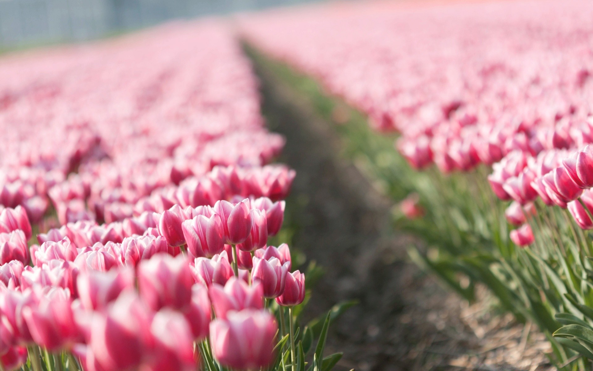 flowers flower tulip nature garden flora field blooming summer petal color floral grass bouquet park easter season bright leaf outdoors