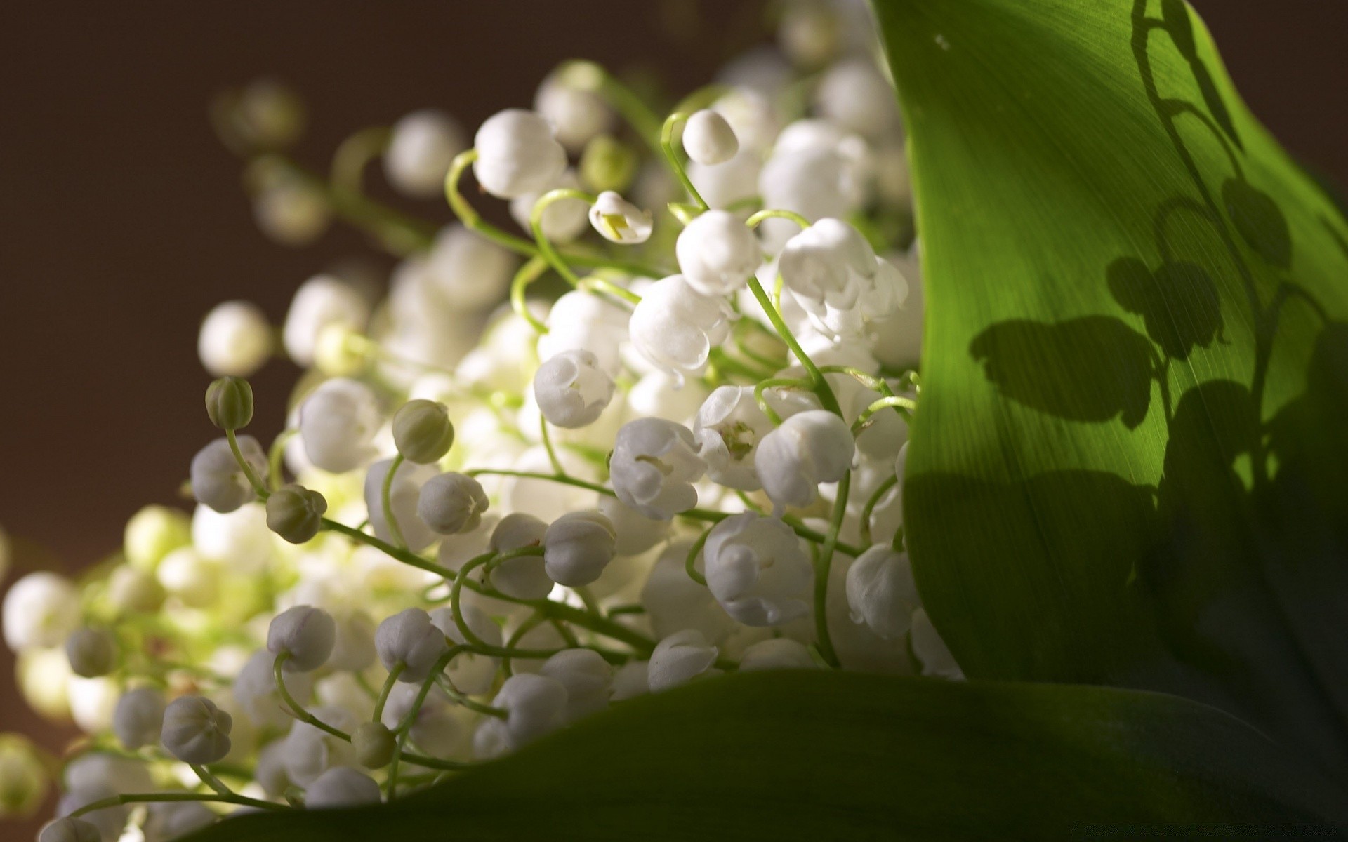 kwiaty natura flora kwiat liść ogród kolor oddział lato drzewo kwiatowy sezon zbliżenie piękne jasne na zewnątrz światło bluming