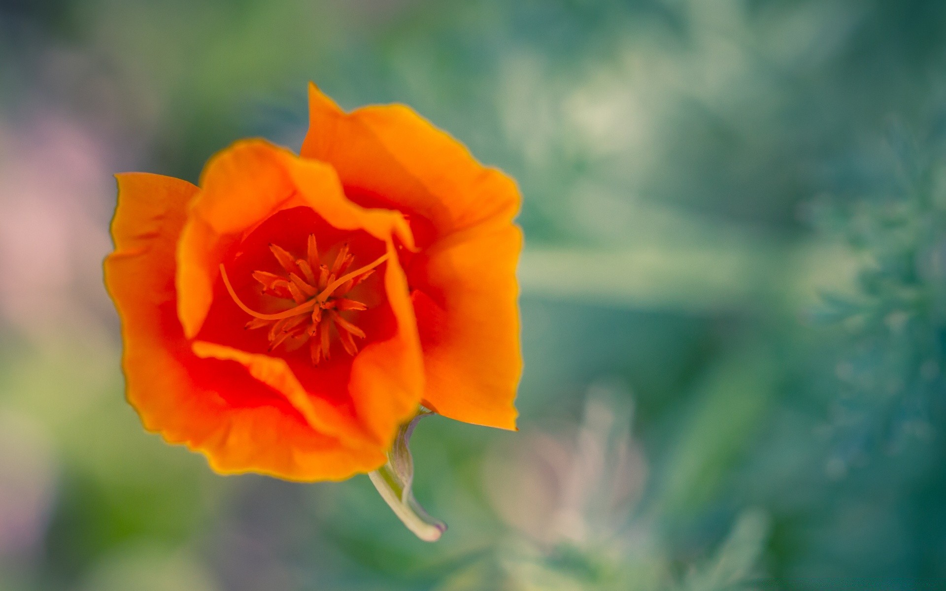 kwiaty kwiat natura lato liść flora ogród na zewnątrz jasny kolor wzrost kwiatowy płatek piękny