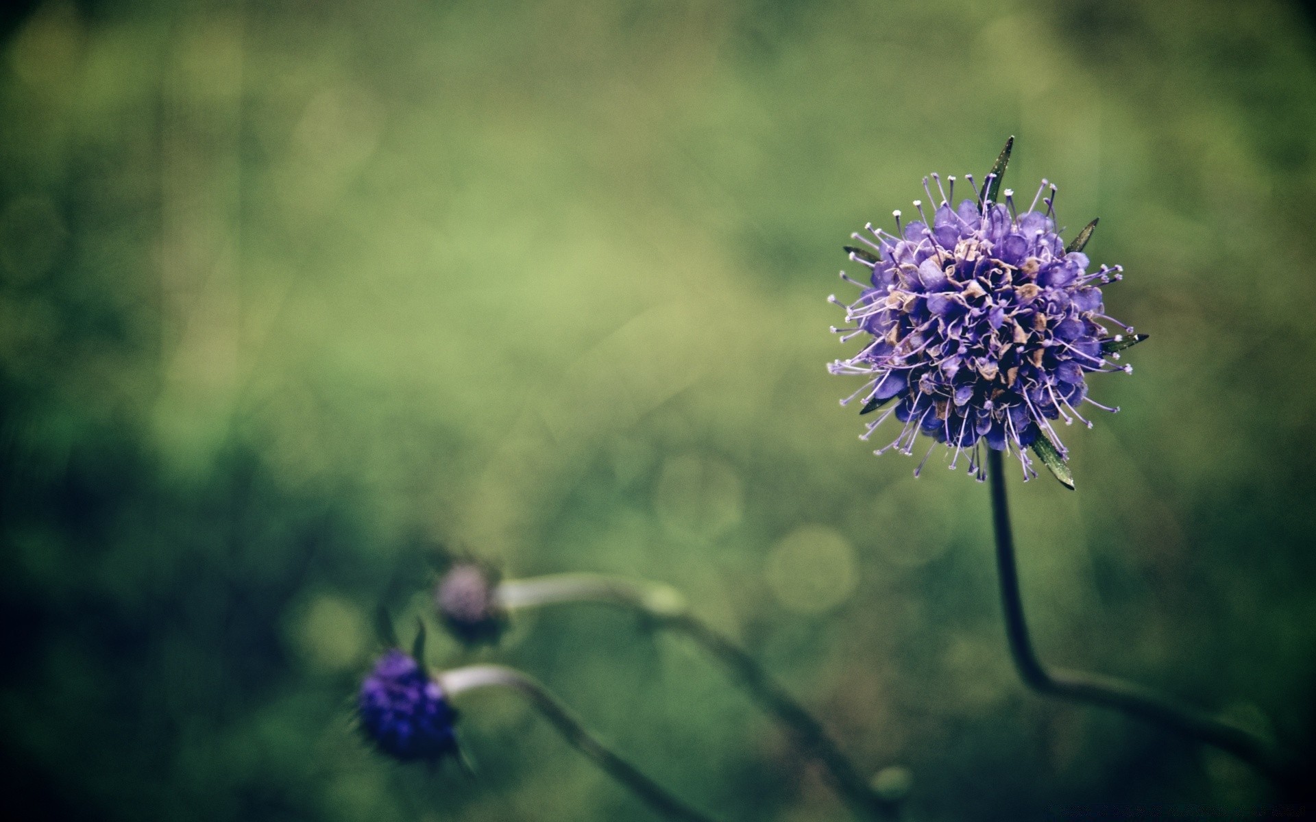 kwiaty kwiat na zewnątrz natura flora ogród sianokosy lato płatek środa światło dzienne pole kolor światło bluming