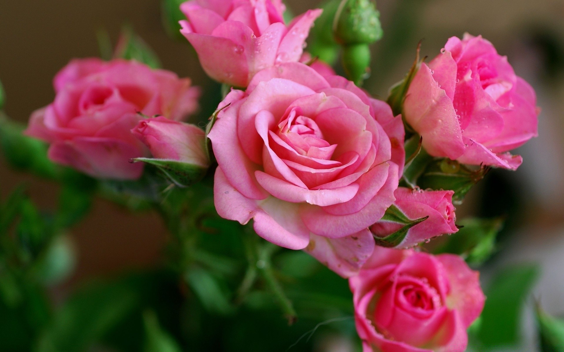 çiçekler gül çiçek doğa aşk taçyaprağı flora romantizm çiçek açan çiçek yaprak dostum düğün buket romantik bahçe çiy yaz narin hediye