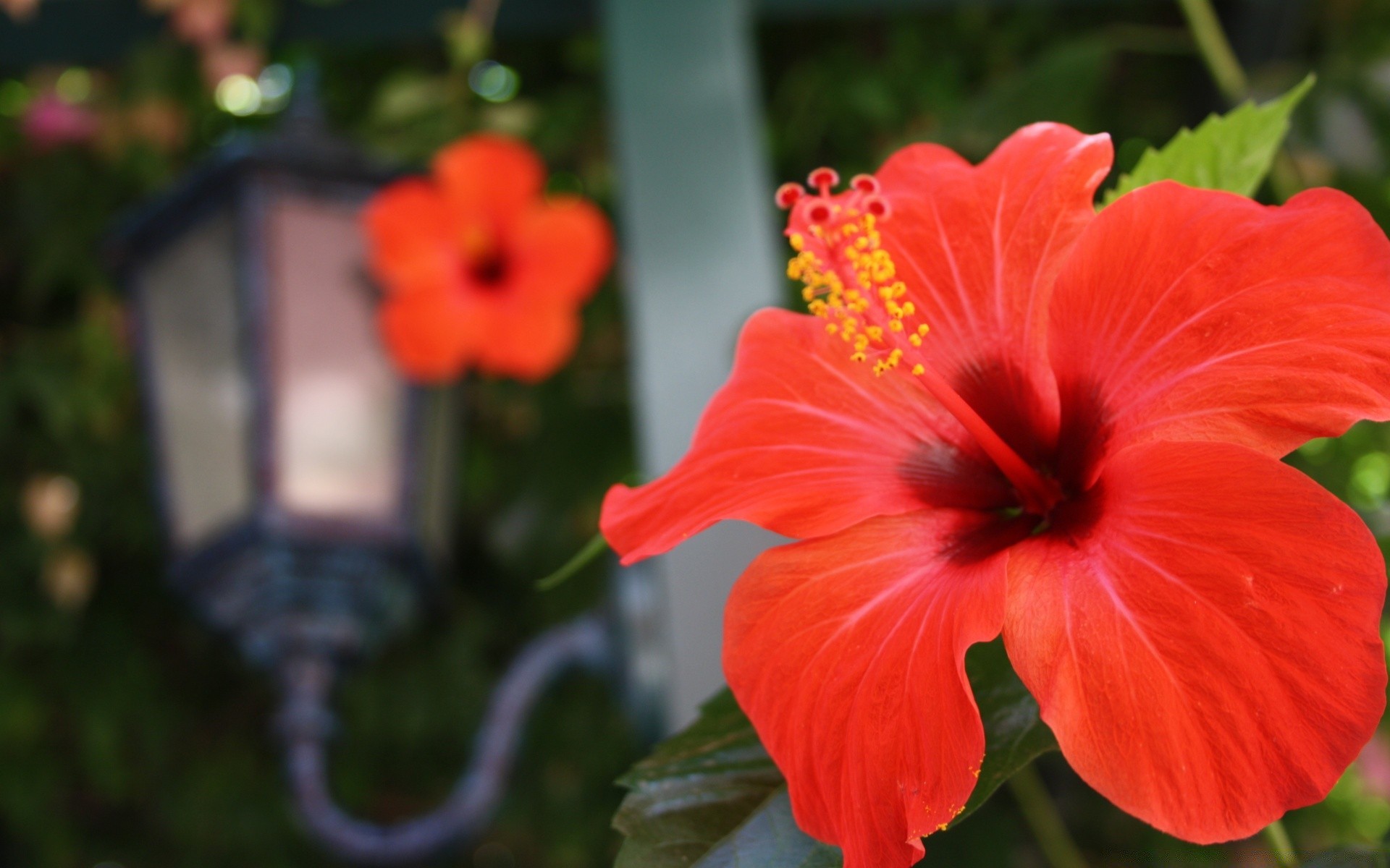 花 花 花园 自然 植物 夏天 叶 花瓣 户外 开花 生长 颜色