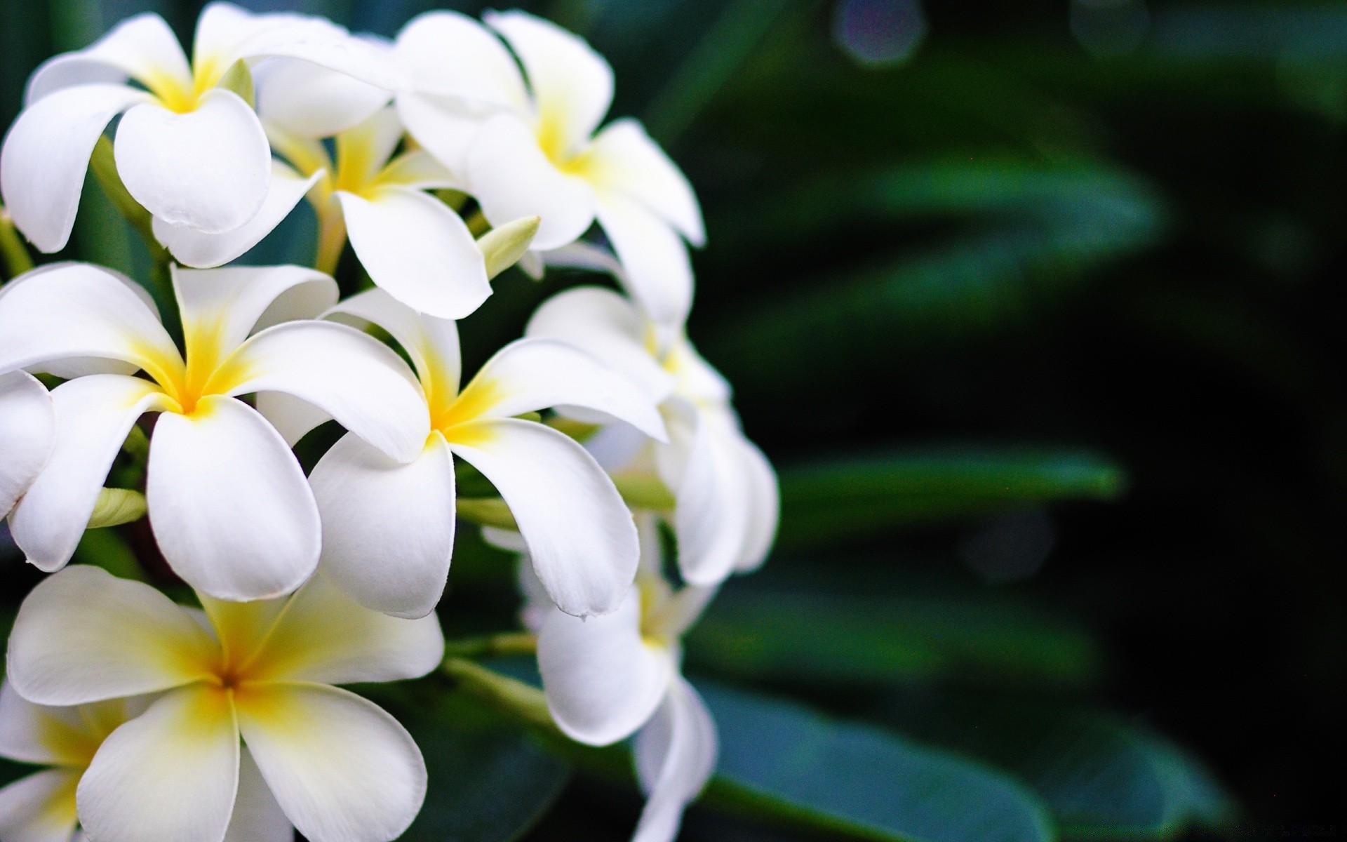 fiori fiore tropicale natura flora foglia frangipani giardino petalo plumeria fiore esotico estate floreale bella aloha zen colore