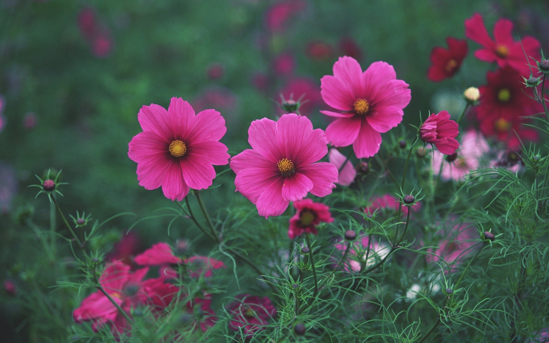 flowers flower nature garden summer flora blooming grass season color hayfield bright leaf petal floral outdoors field growth