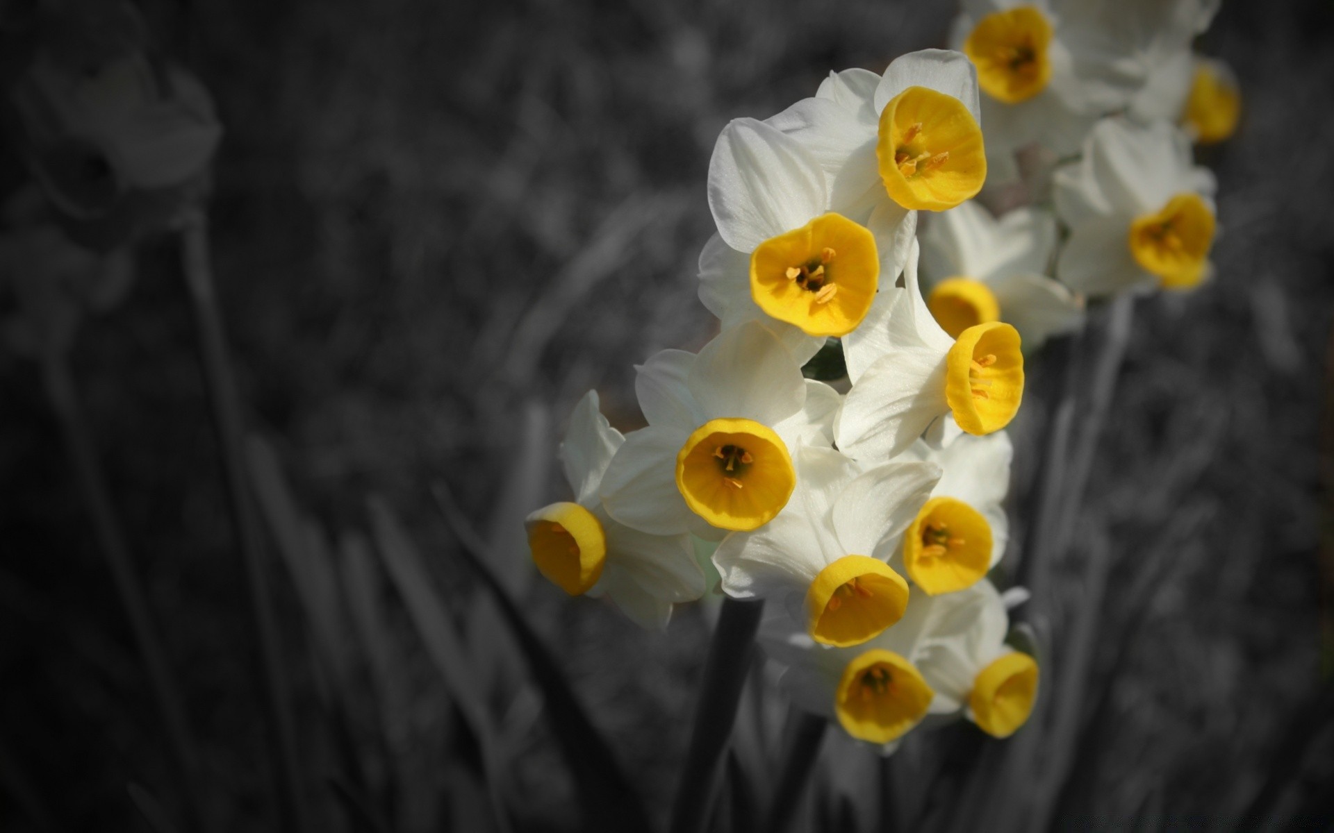 fleurs fleur nature flore couleur narcisse narcisse bureau pâques saison lumineux jardin floral